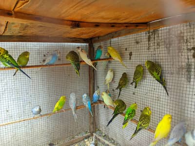 budgies males avialable healthy and active