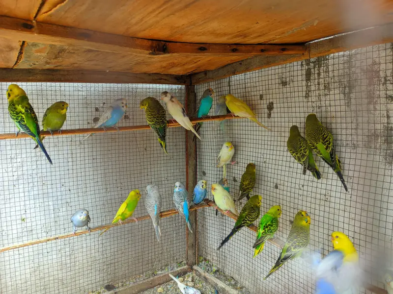 budgies males avialable healthy and active — photo 5