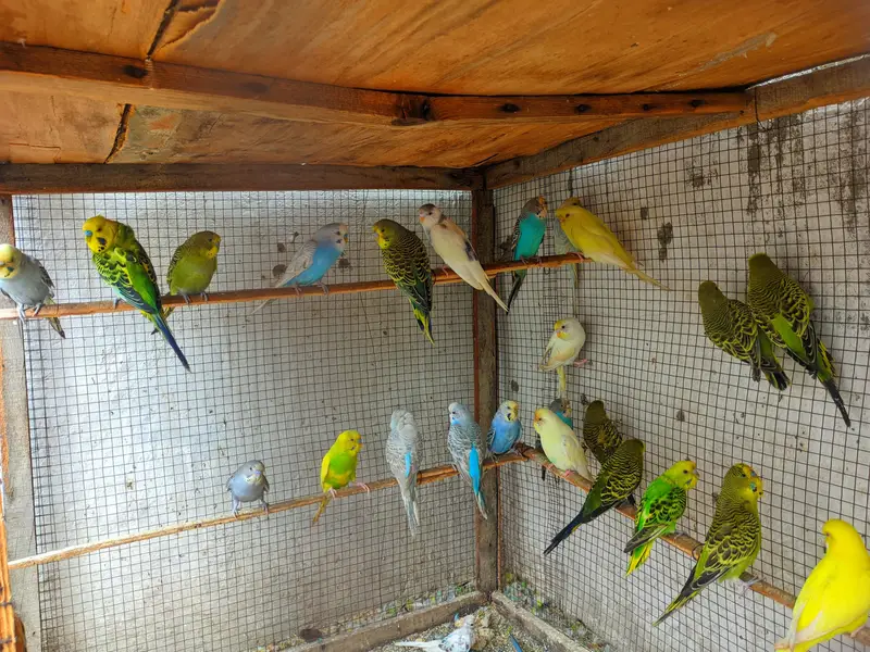 budgies males avialable healthy and active — photo 6