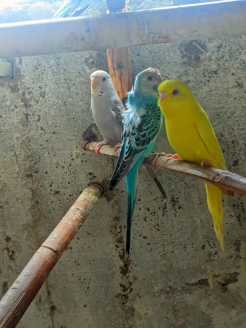 budgies males avialable healthy and active — photo 7
