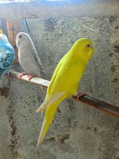 budgies males avialable healthy and active