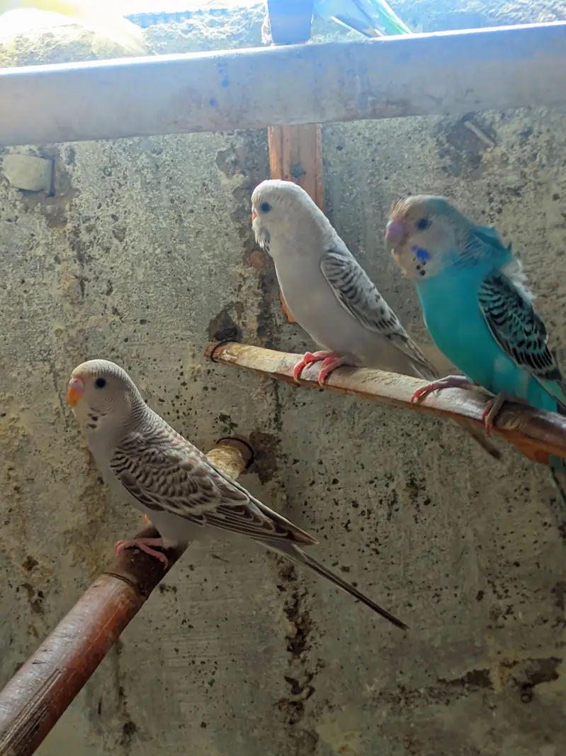 budgies males avialable healthy and active — photo 8