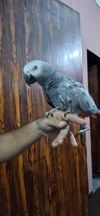 African grey parrot