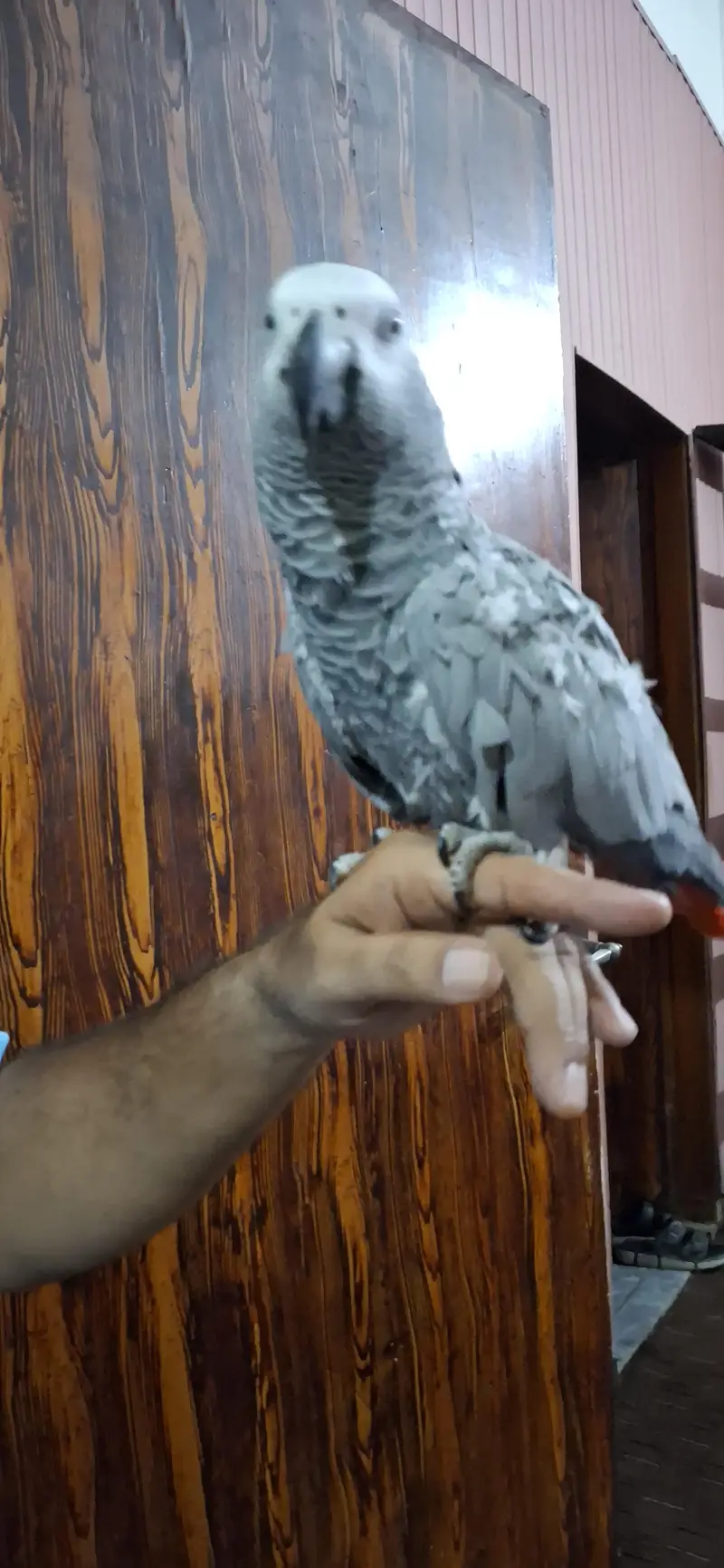 African grey parrot — photo 2