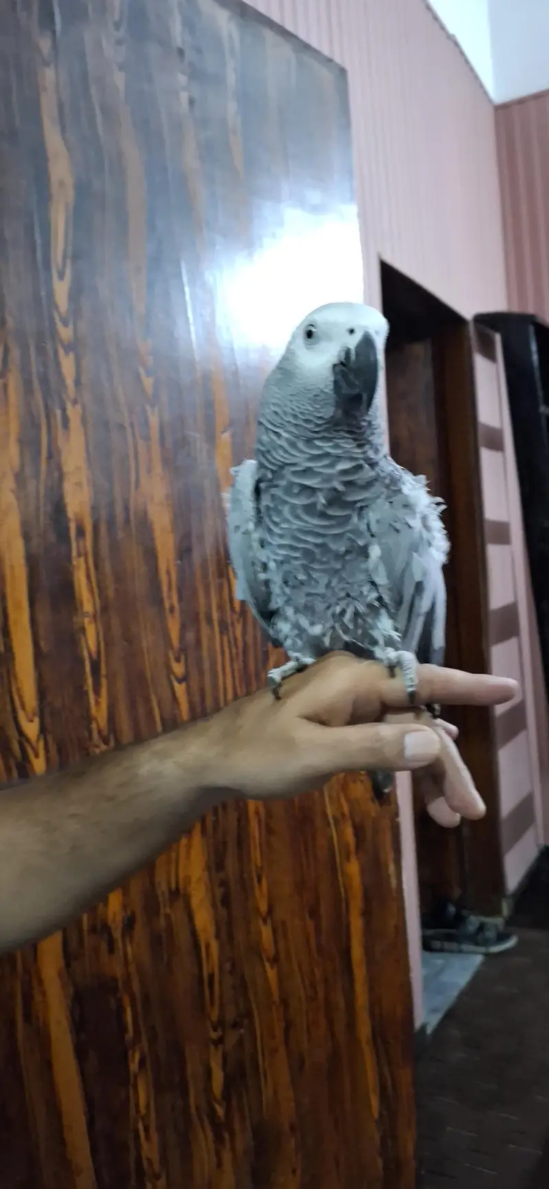 African grey parrot — photo 3
