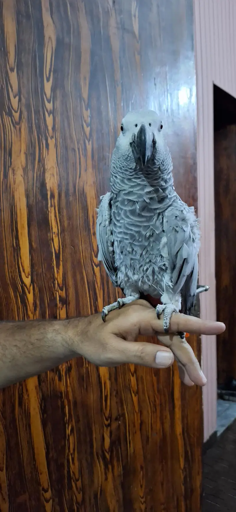 African grey parrot — photo 4