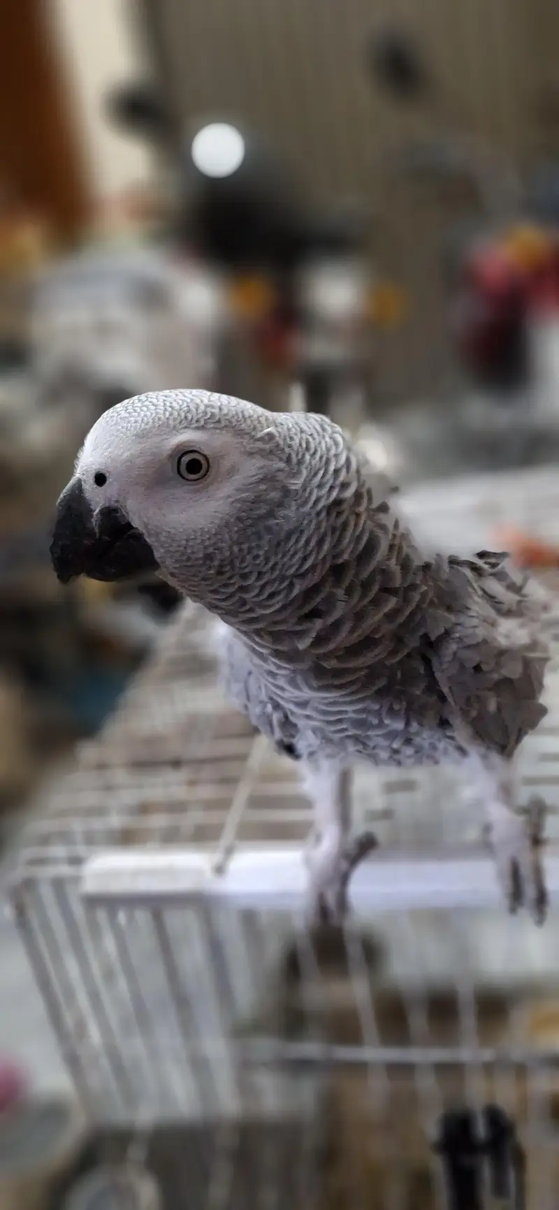 African grey parrot — photo 5