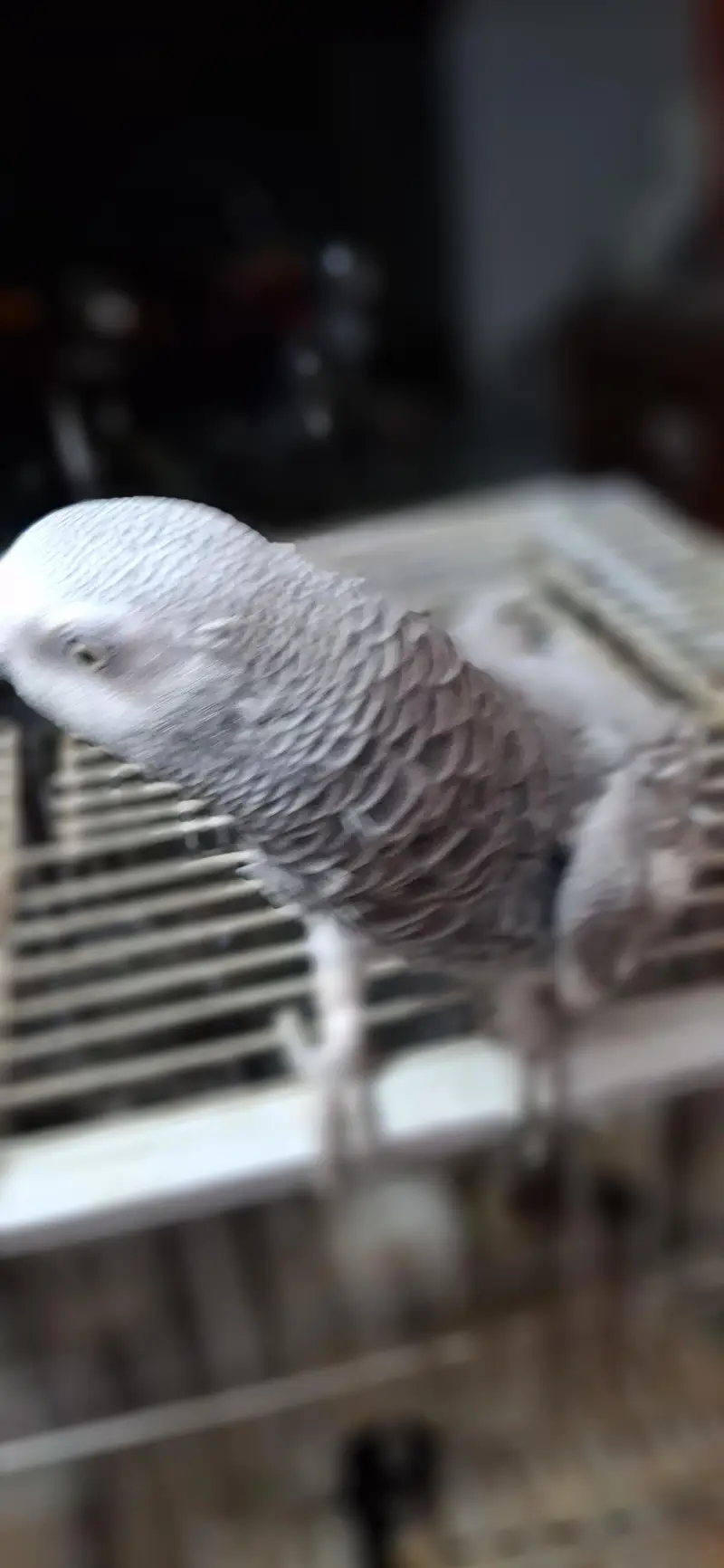 African grey parrot — photo 6