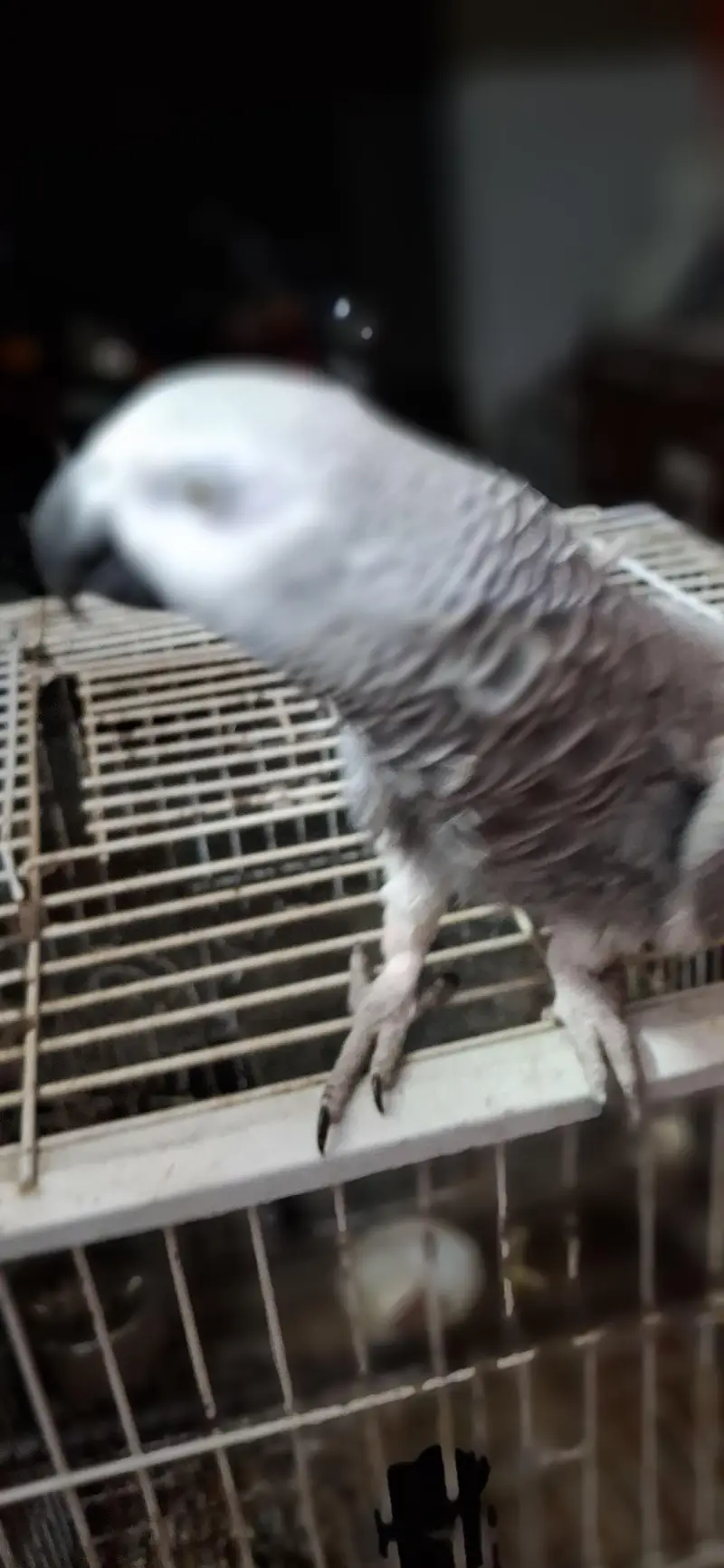 African grey parrot — photo 7