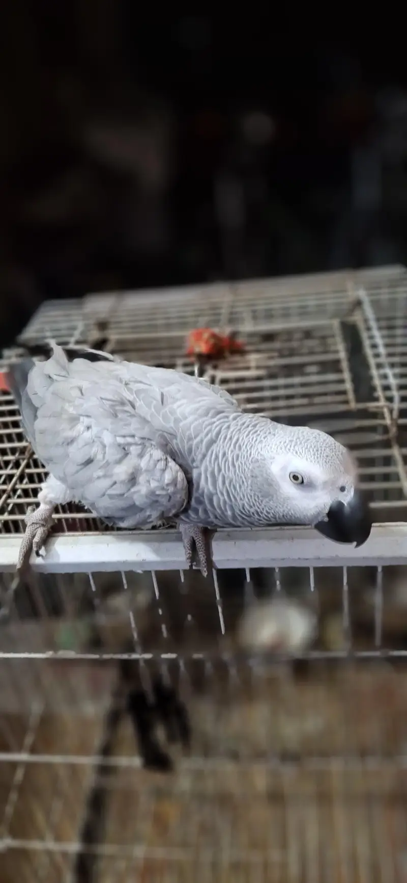 African grey parrot — photo 8