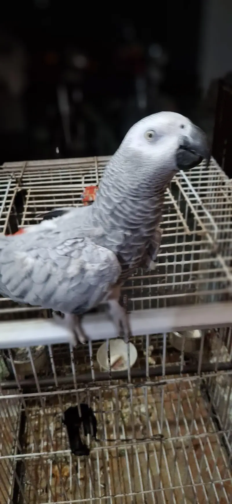 African grey parrot — photo 9