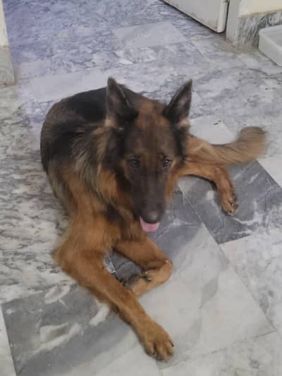 German shepherd female  long coat  pedigree GSD k9