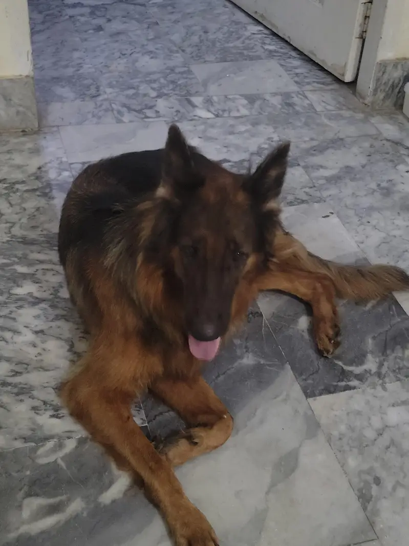 German shepherd female  long coat  pedigree GSD k9 — photo 2