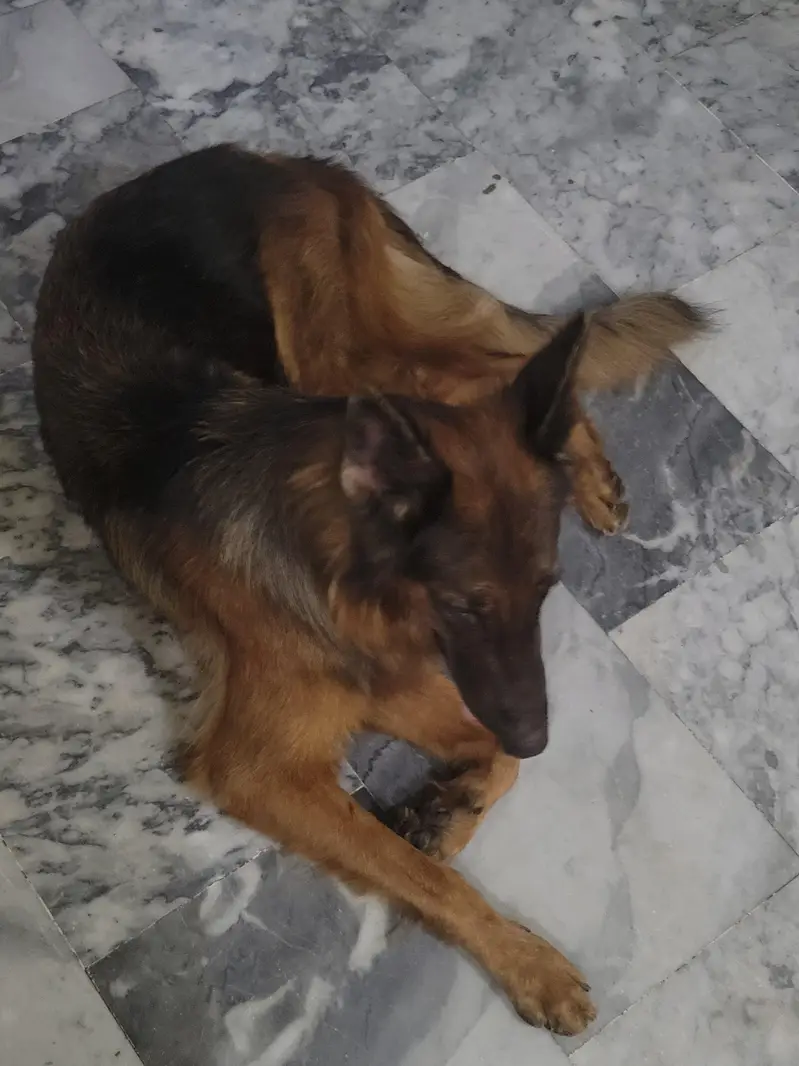German shepherd female  long coat  pedigree GSD k9 — photo 3