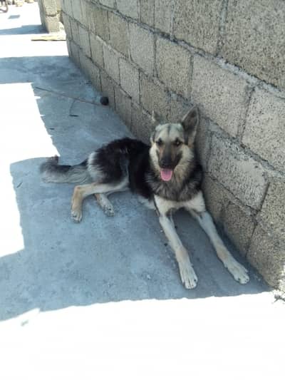 crossed German shepherd