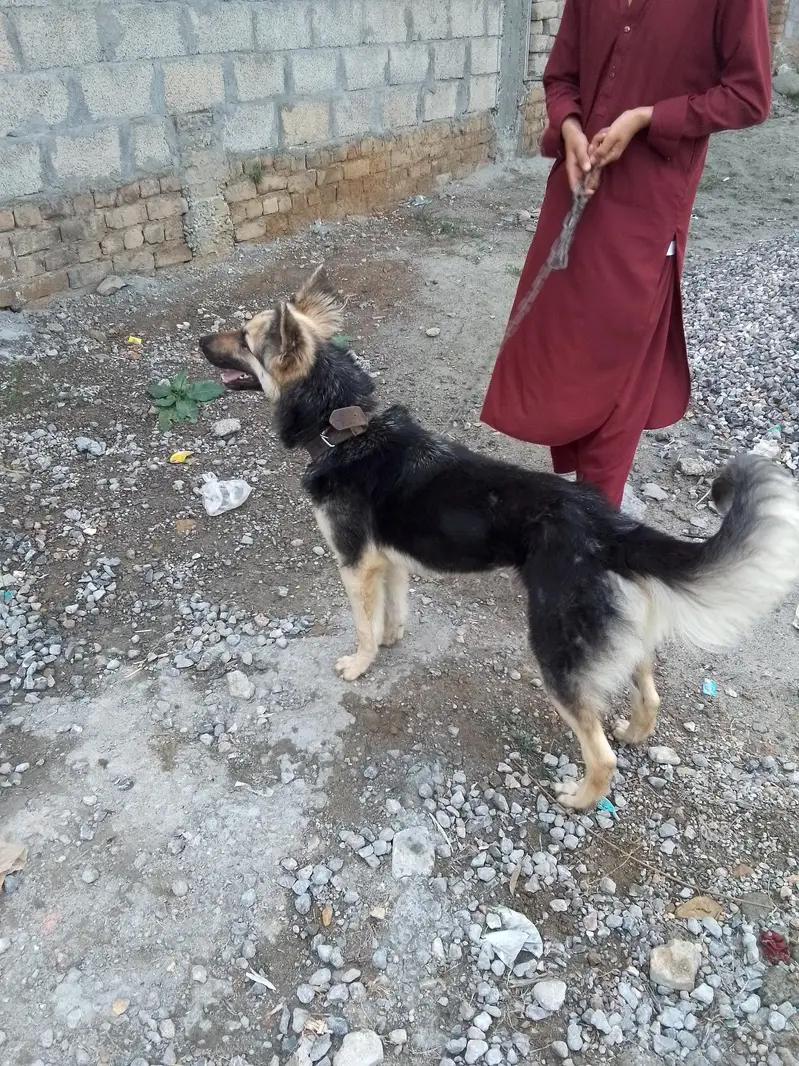crossed German shepherd — photo 2