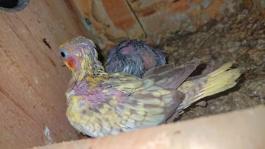 cocktail chick's For sale