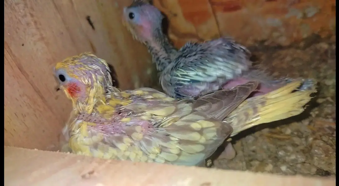 cocktail chick's For sale — photo 2