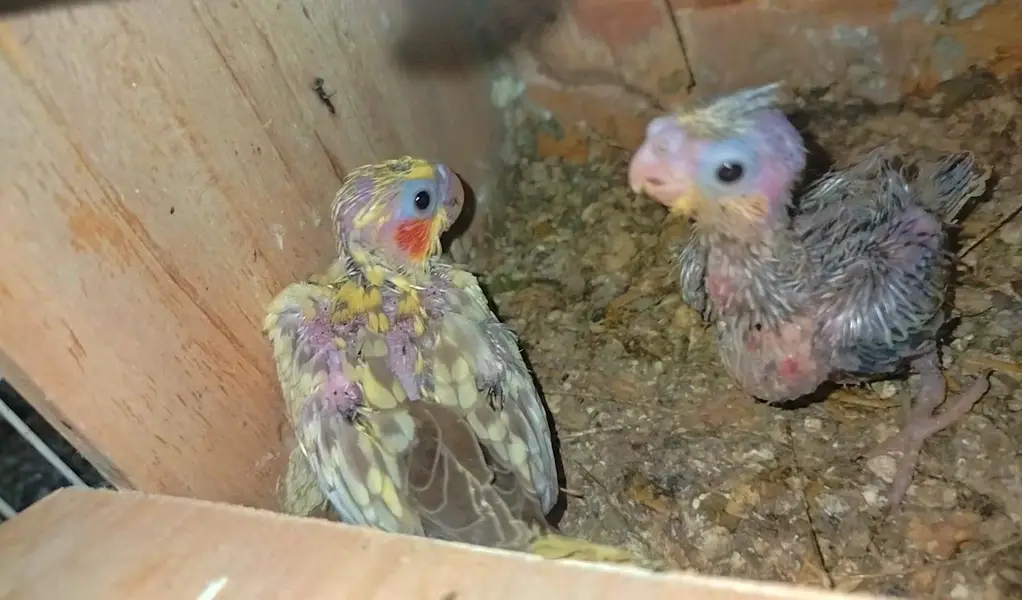 cocktail chick's For sale — photo 3