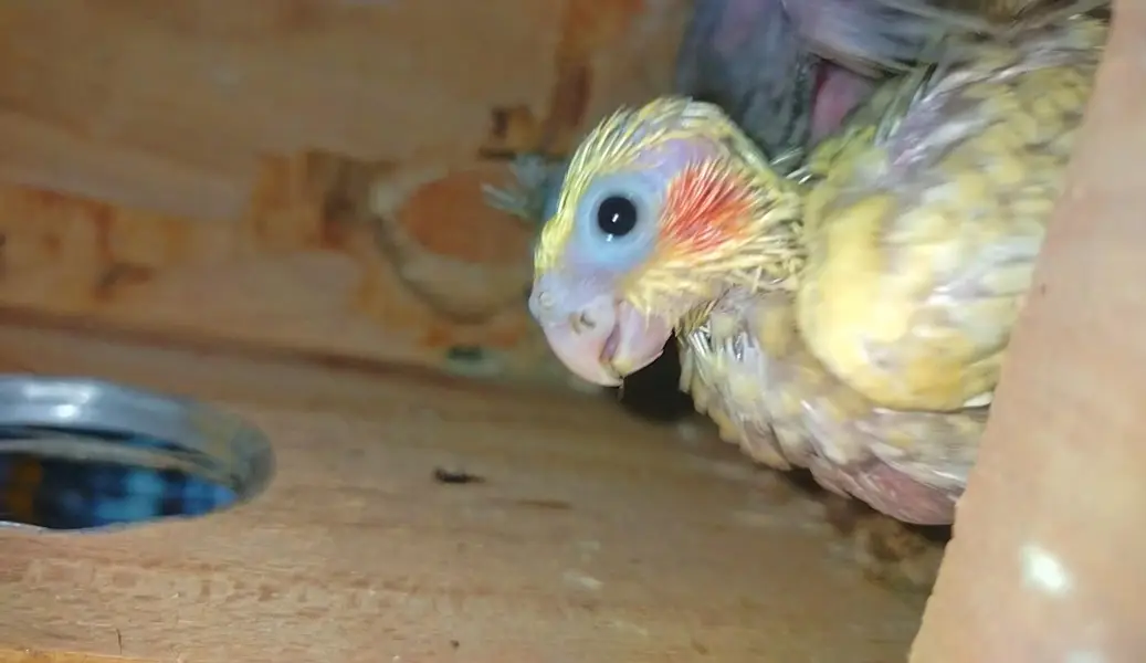 cocktail chick's For sale — photo 4