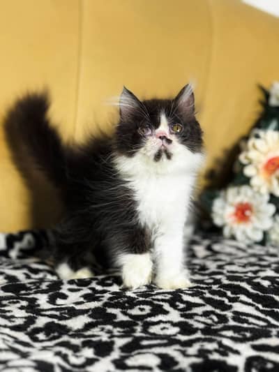 peki female kitten