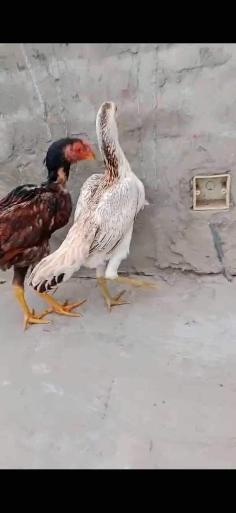 jepni 0