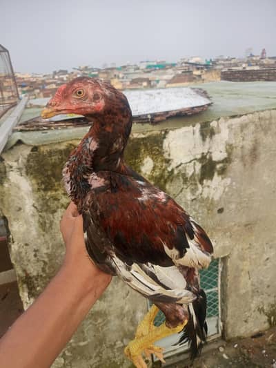 Mianwali cross Aseel chicks pair
