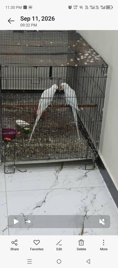 breeder paire white confrom  4 egg evrage h season start hai faida uth