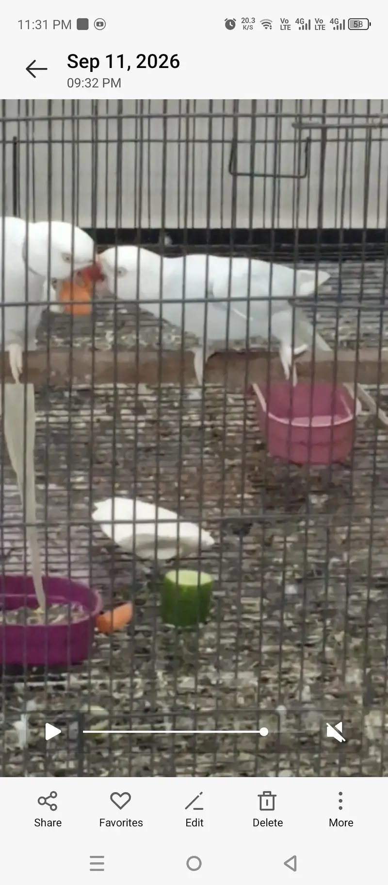 breeder paire white confrom  4 egg evrage h season start hai faida uth — photo 2