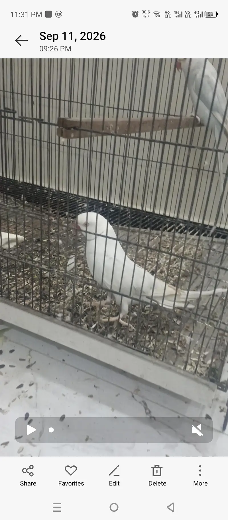 breeder paire white confrom  4 egg evrage h season start hai faida uth — photo 3