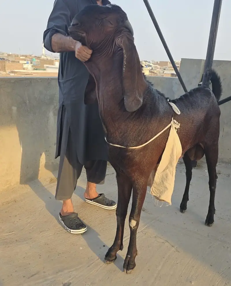Pure Nagra Bakra | 42+ Inch | 19 Months | 4 Dant | Fresh — photo 2