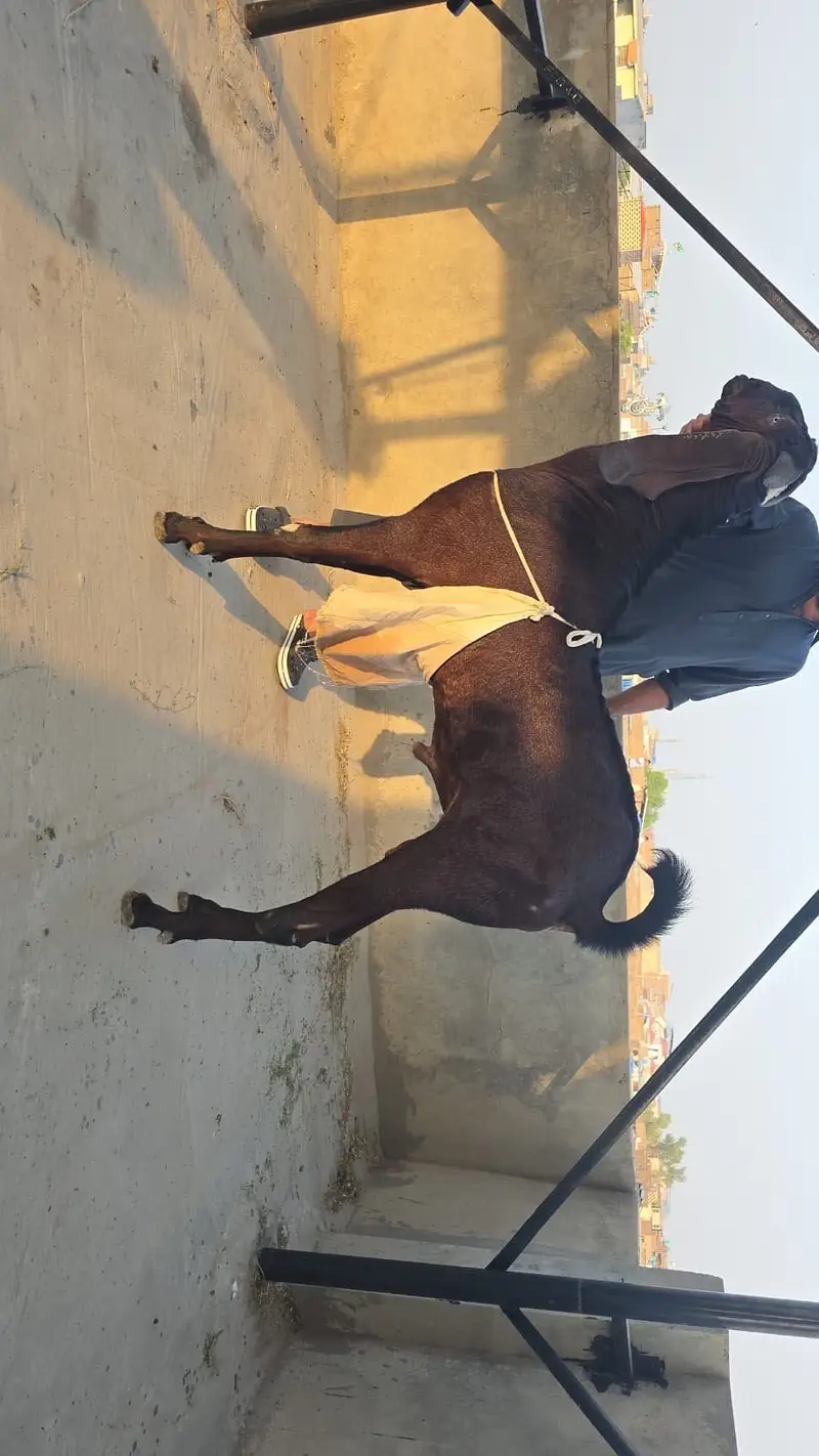 Pure Nagra Bakra | 42+ Inch | 19 Months | 4 Dant | Fresh — photo 4