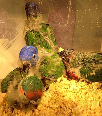 red collered lorikeet
