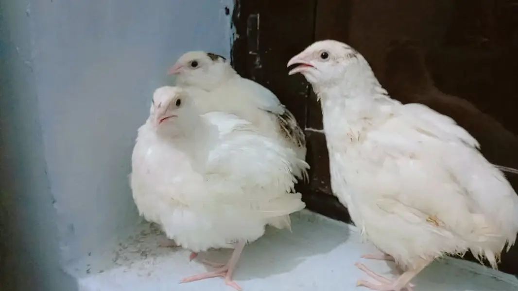 Beautifu Whitel Quail