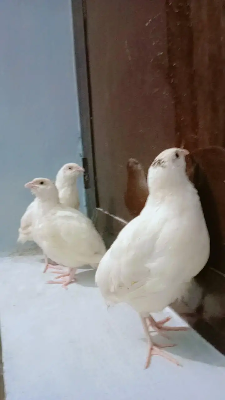 Beautifu Whitel Quail — photo 2