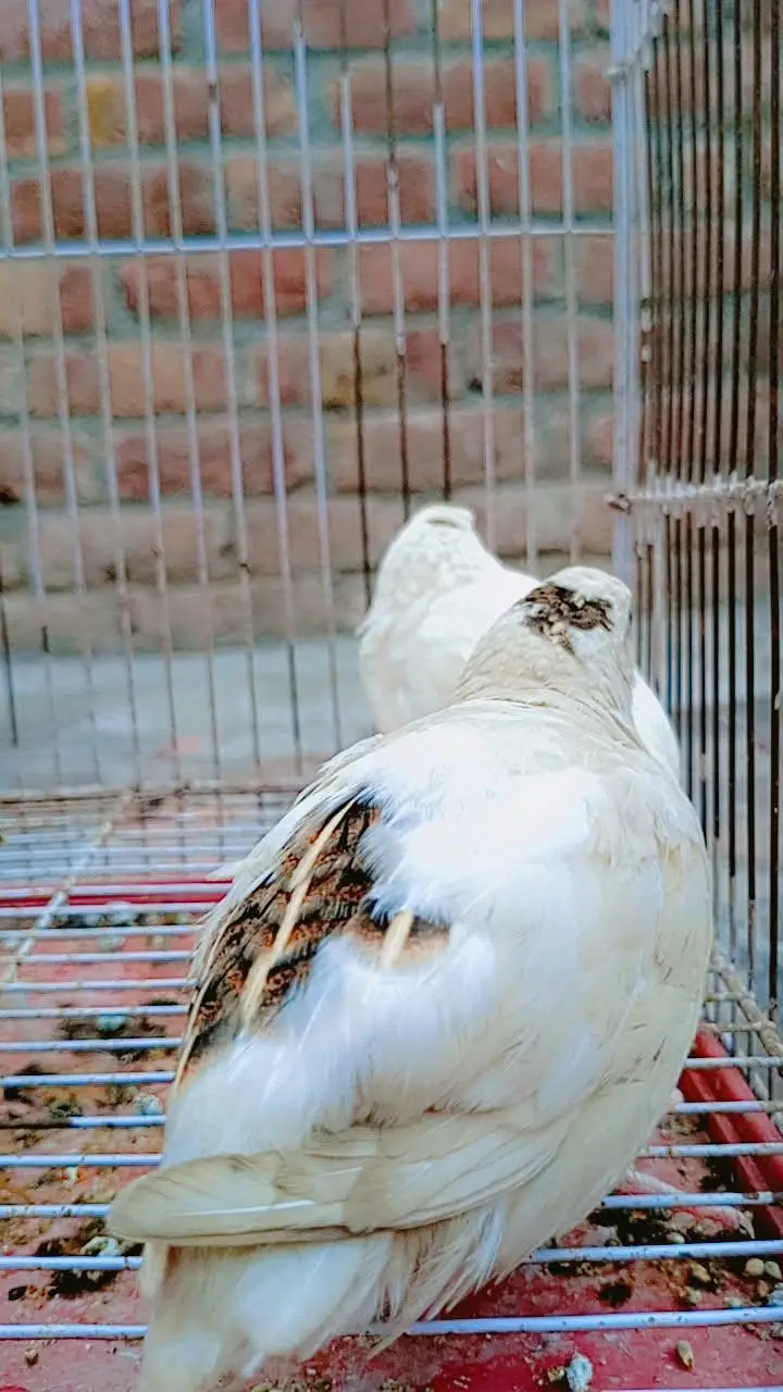 Beautifu Whitel Quail — photo 5