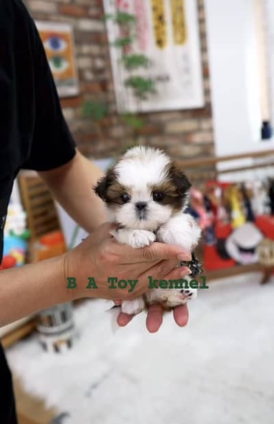 Shihtzu Dog | | Shihtzu puppy