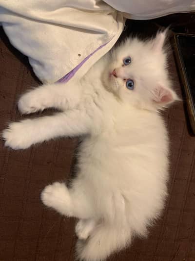 persian cat