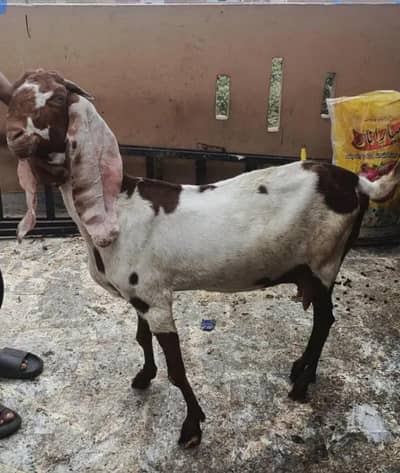 4 dant bakri 5 mah kii gaban hai