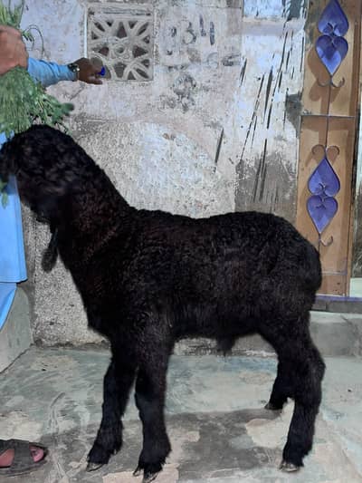 khara Dumba
