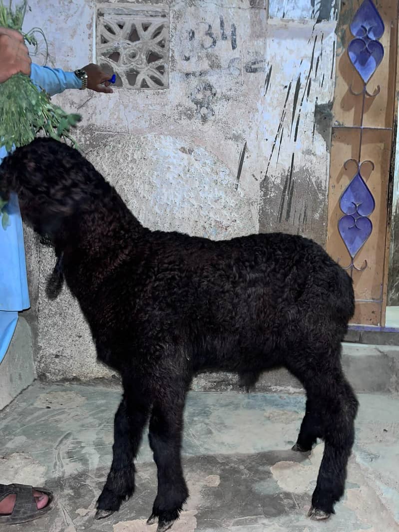 khara Dumba 0