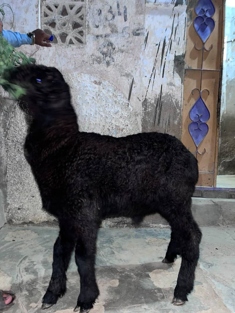 khara Dumba 1