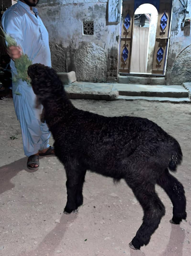 khara Dumba 2