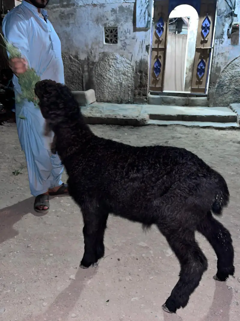 khara Dumba — photo 3