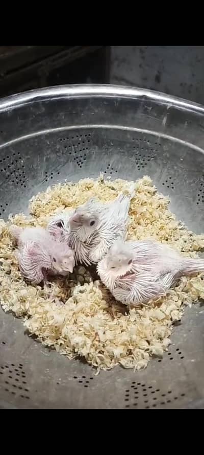 healthy and active breeder pair