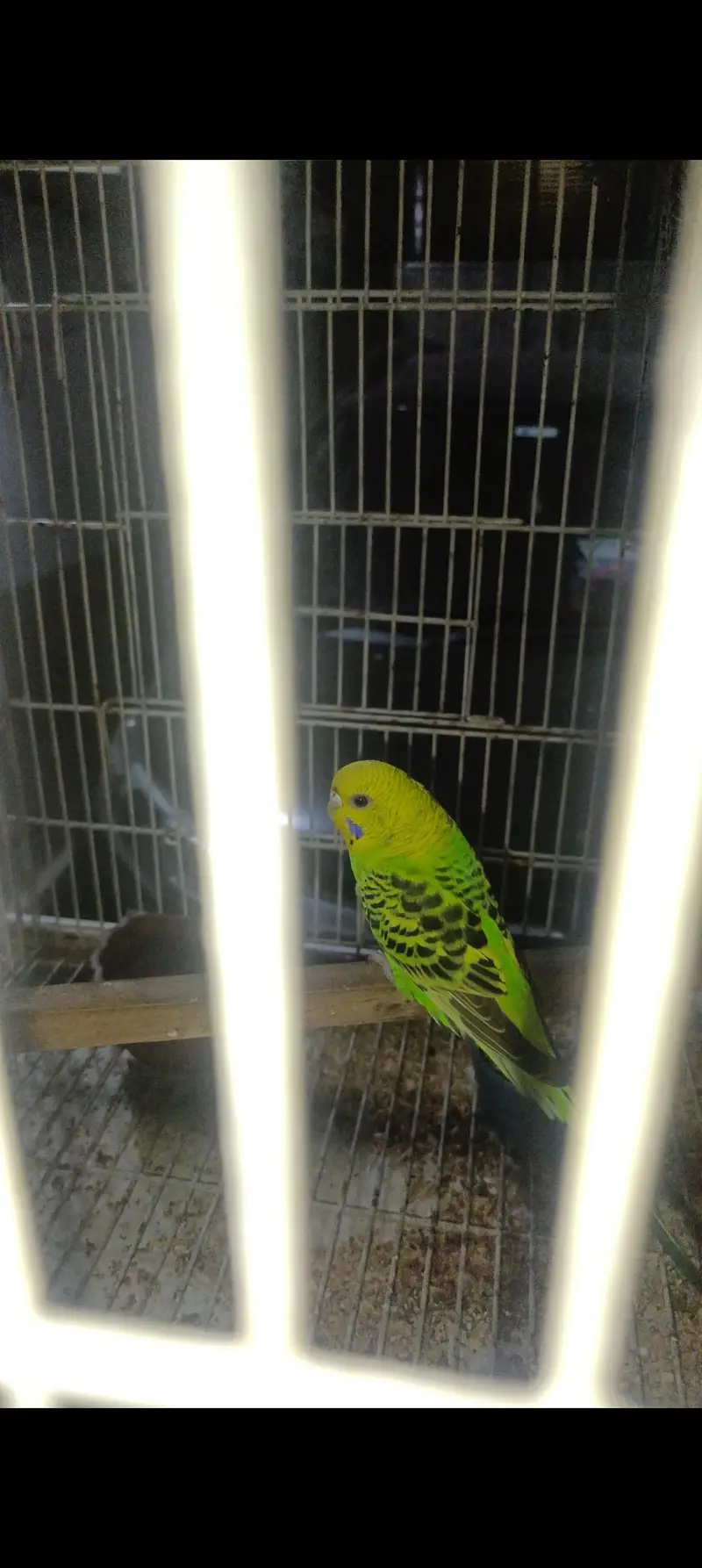 Ready to 1st breed pair. — photo 2