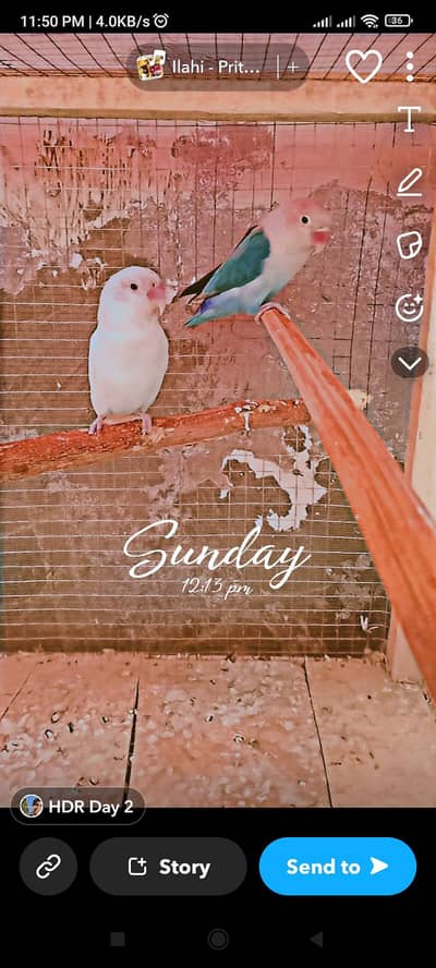 Lovebird Quality pair for sale - [Reasonable Price]