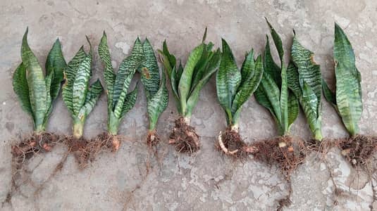 Snake plants dwarf Variety in Islamabad