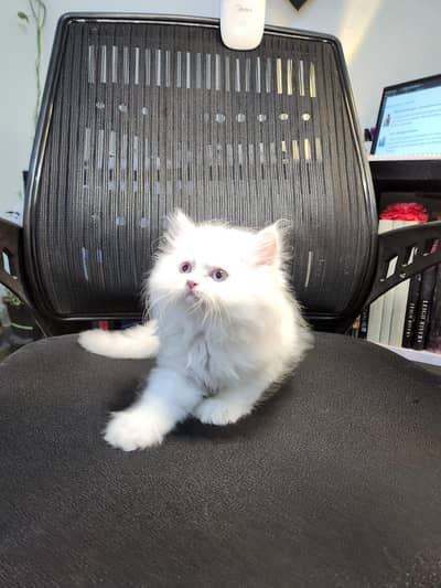 pure punch face persian