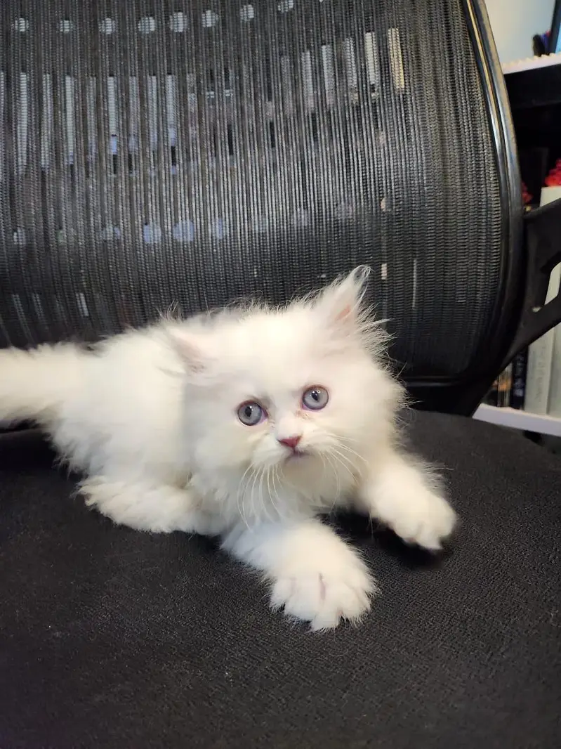 pure punch face persian — photo 2